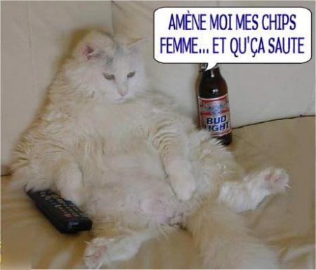 ha lé animo